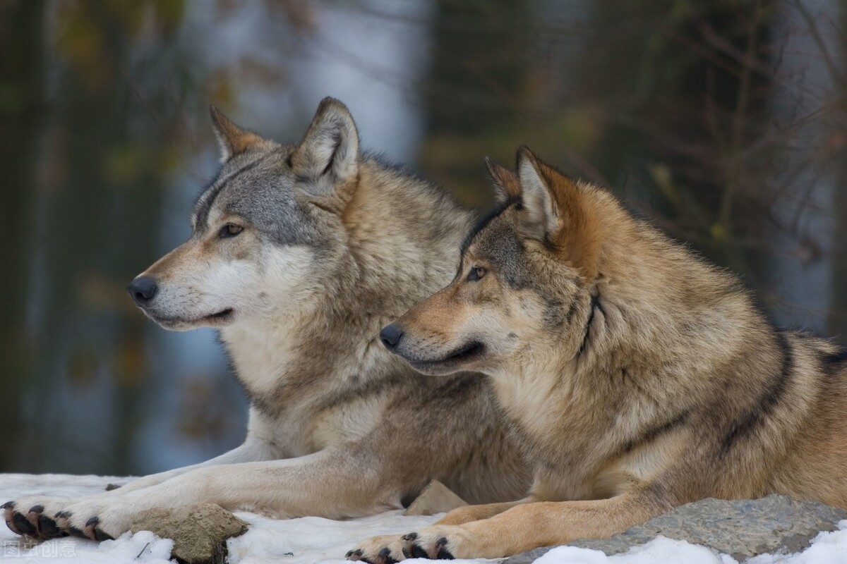 Why do dogs lock up back to back after mating?Isn't it dangerous? iNEWS