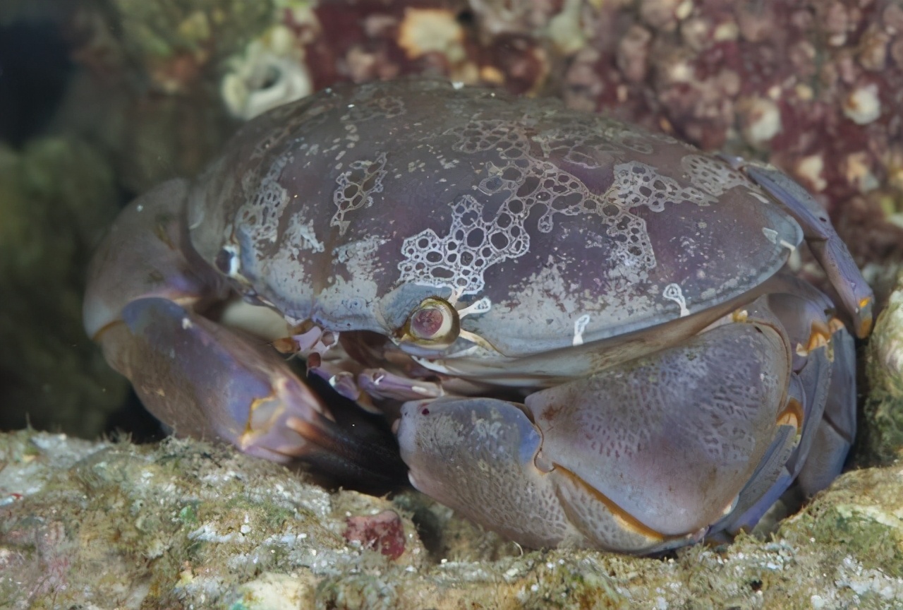 There are several species of crabs that are highly poisonous in the