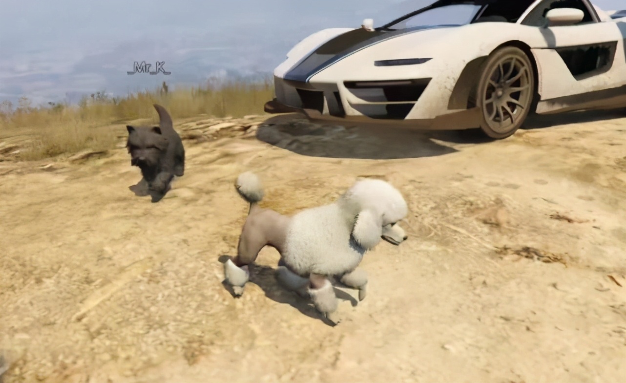 Gta5 线上删除了哪些你不知道的动物 你会选择哪个当宠物 资讯咖