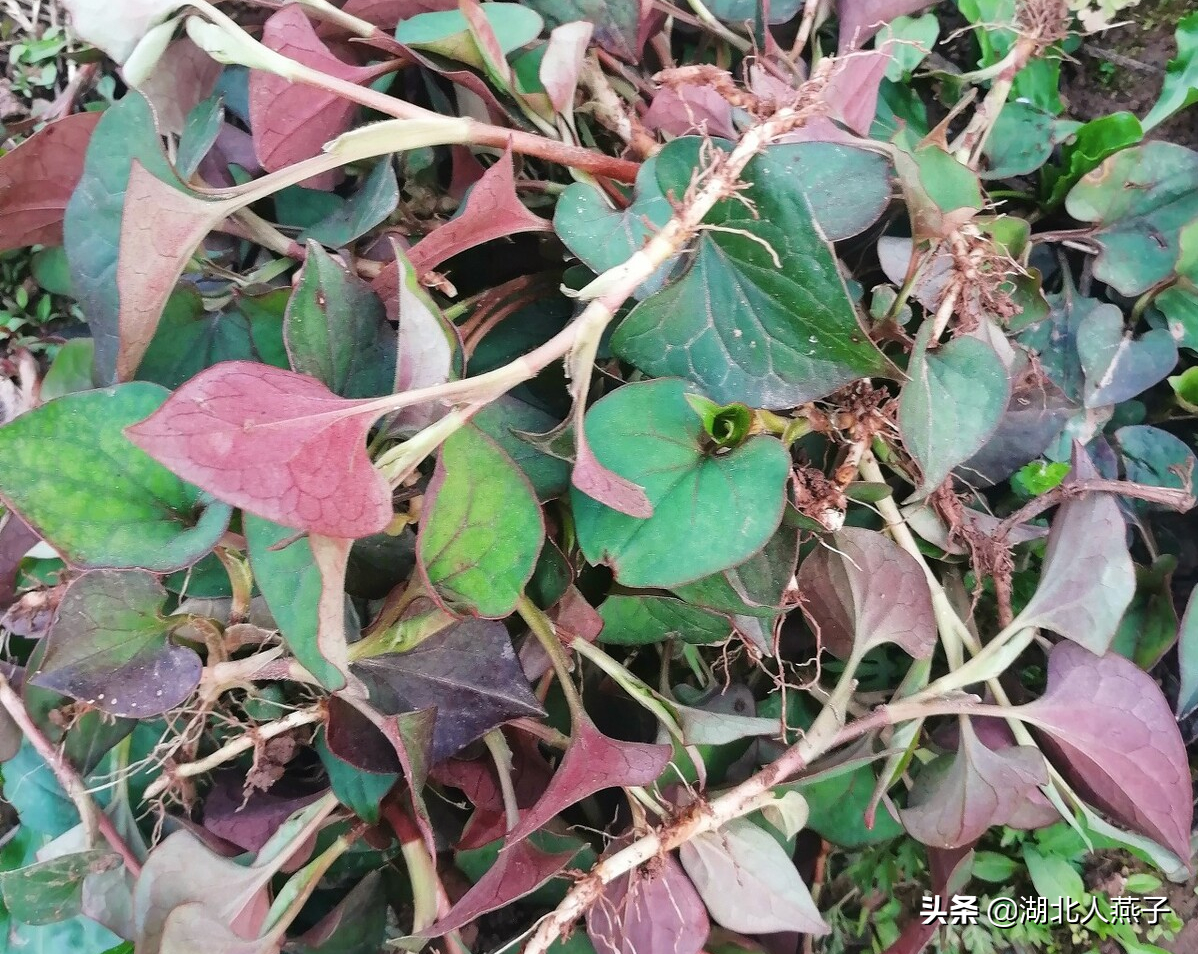 农村里随处可见的18种野草 既是非常好的野菜 少量吃对身体好 湖北人燕子 Mdeditor