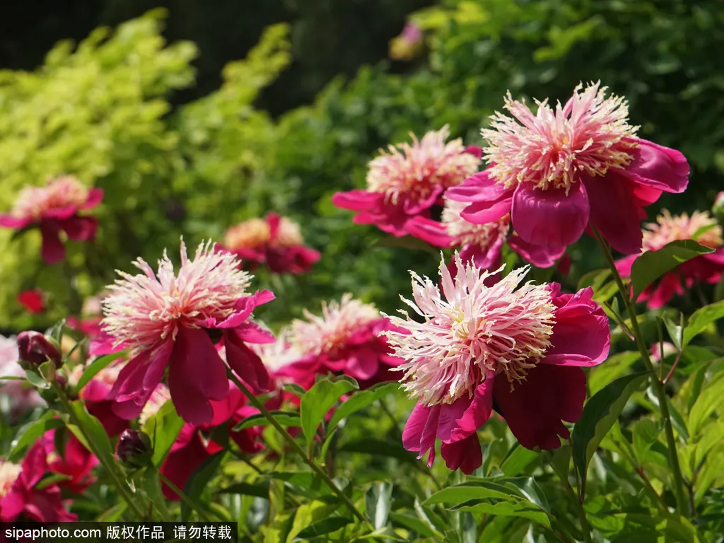 太實用了 北京初夏浪漫賞花手冊 五月花神 霸氣登場 大多數居然都免費 北京旅遊網官方號 Mdeditor