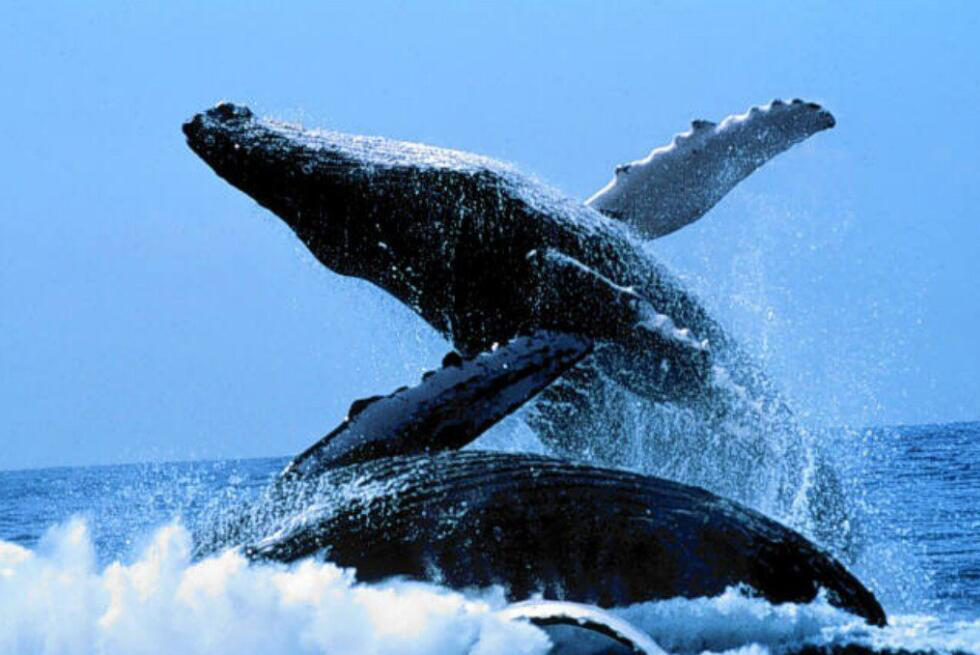 真龙降临东北轰动全国，老人意外得到5块龙骨，