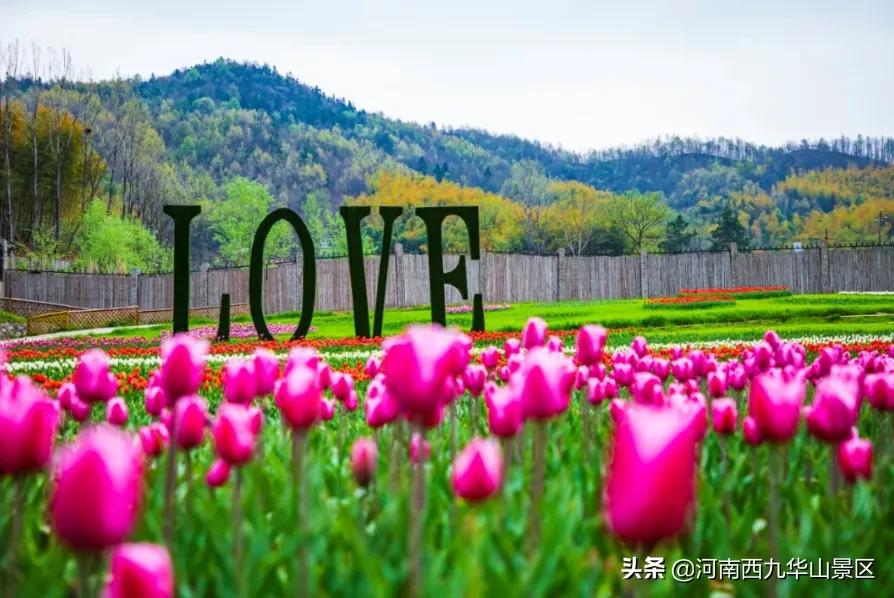 三月相约西九华山，共赏百万郁金香，嗨玩草原亲子乐园！