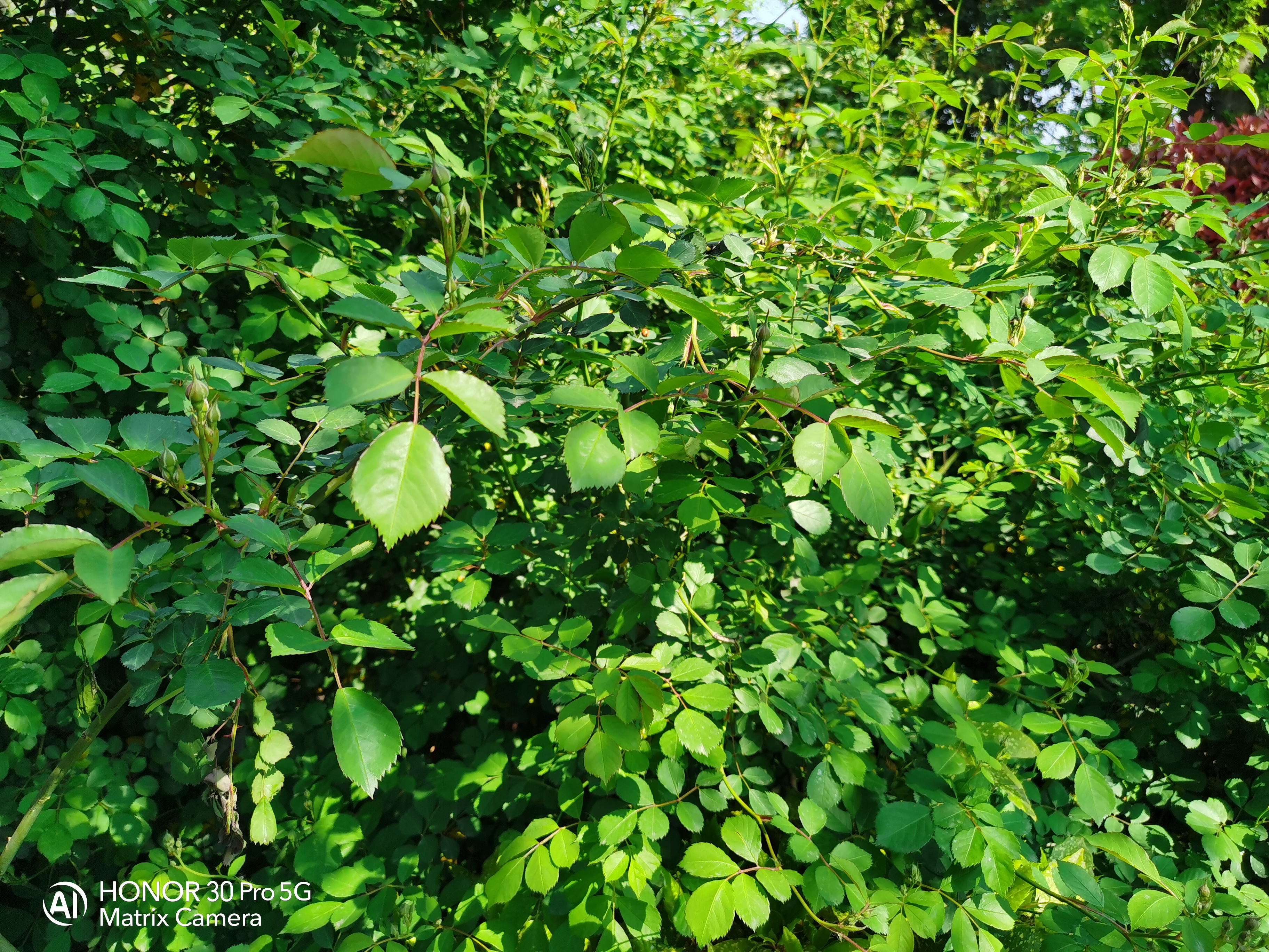 当完全不会拍照的媳妇儿上手测试荣耀30 Pro，你