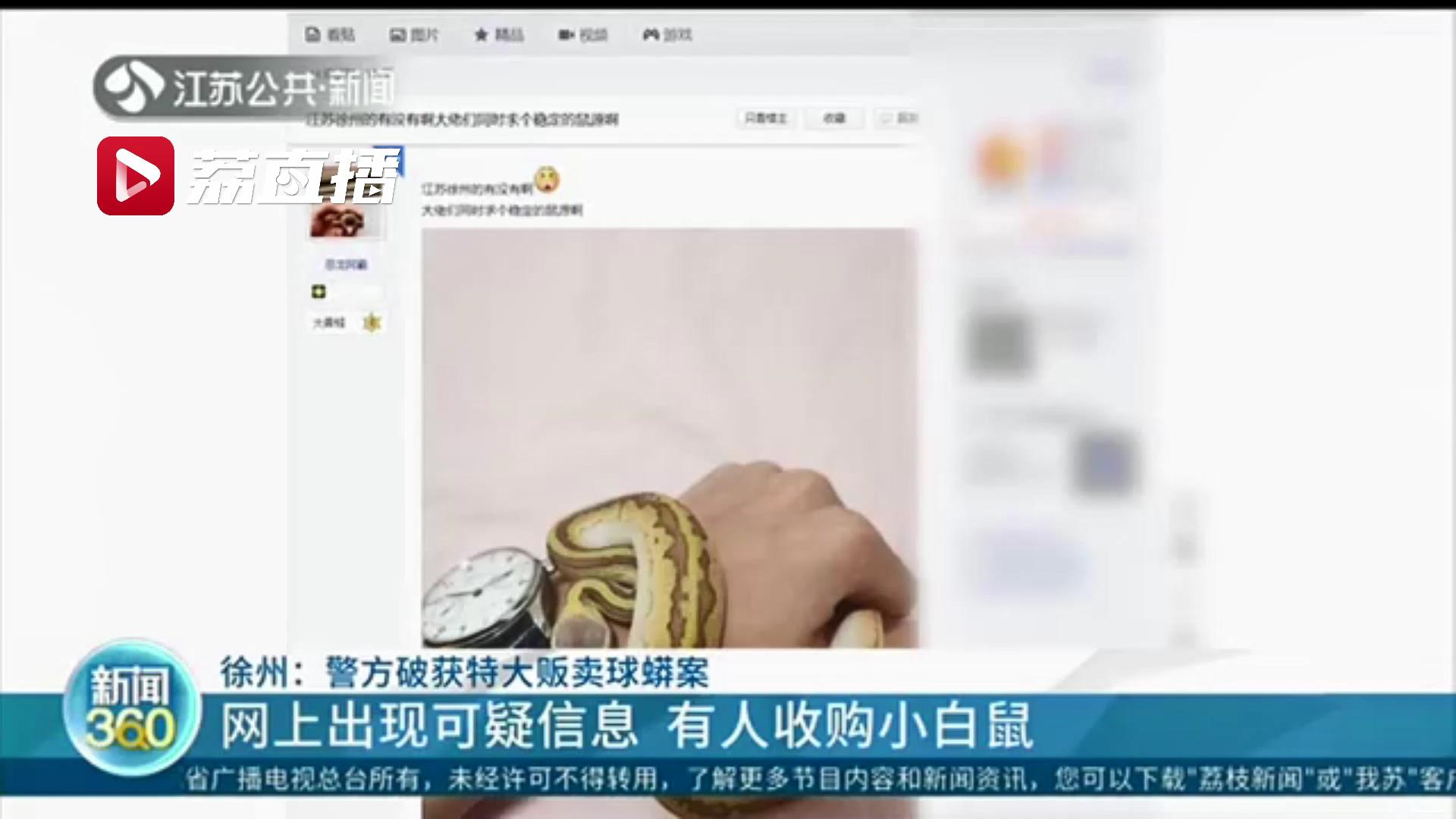 网上有人求购小白鼠，可疑！徐州警方据此破获特大贩卖球蟒案