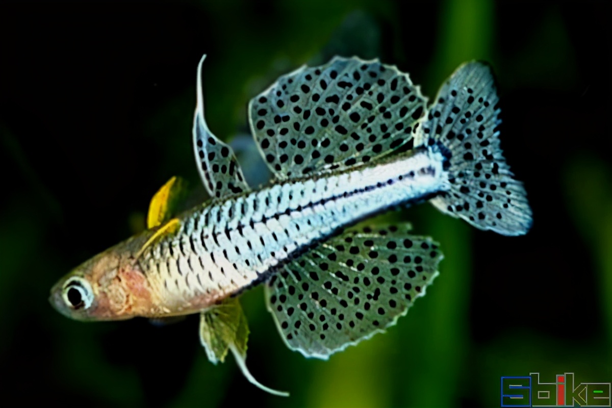 十大美丽微型淡水观赏鱼