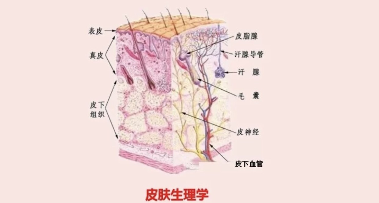 洁面大排行前三名全是大牌，第一是黛珂，pola洗面奶第三