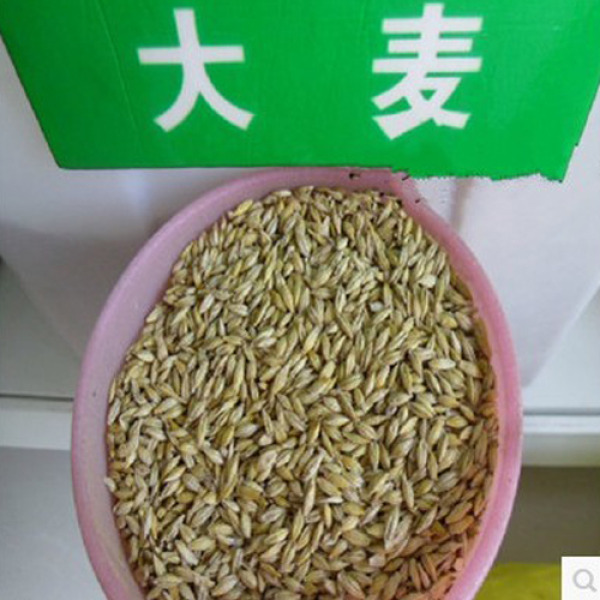 大麦市场分析：啤酒和饲料大麦面积小幅恢复，种植效率低于小麦