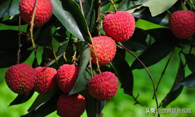 中国最好吃的荔枝在哪？这4个省份都盛产荔枝，难分上下
