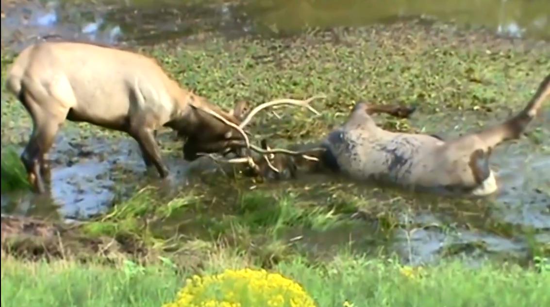 如果动物的角长歪了会怎么样 慢性自杀的利器 有角动物的悲剧 资讯咖