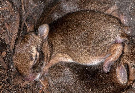地球上的“奇怪”動物，它們有的不需要陽光，有的需要“夏眠”