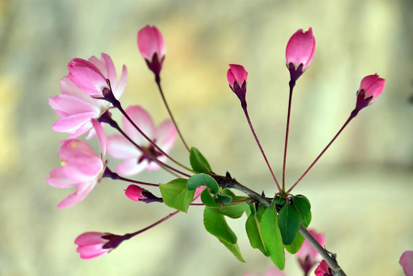 三月 春风吹拂 海棠花开 W清清的河水 Mdeditor