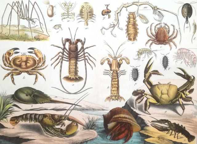 蟹考记（一）——探讨螃蟹的最新科学分类，以及身体构造