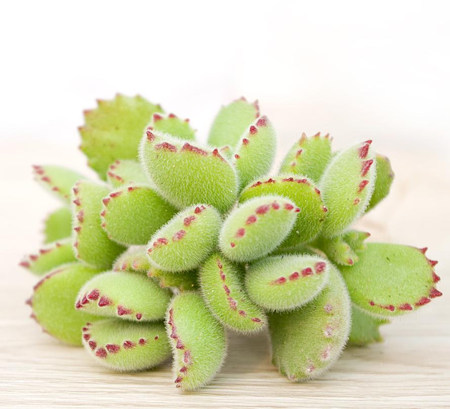 熊童子多肉养护其实很简单 做好这4点 熊童子轻松饱满可爱 资讯咖 熊童子多肉养护其实很简单 做好这4点 熊童子轻松饱满可爱 资讯咖