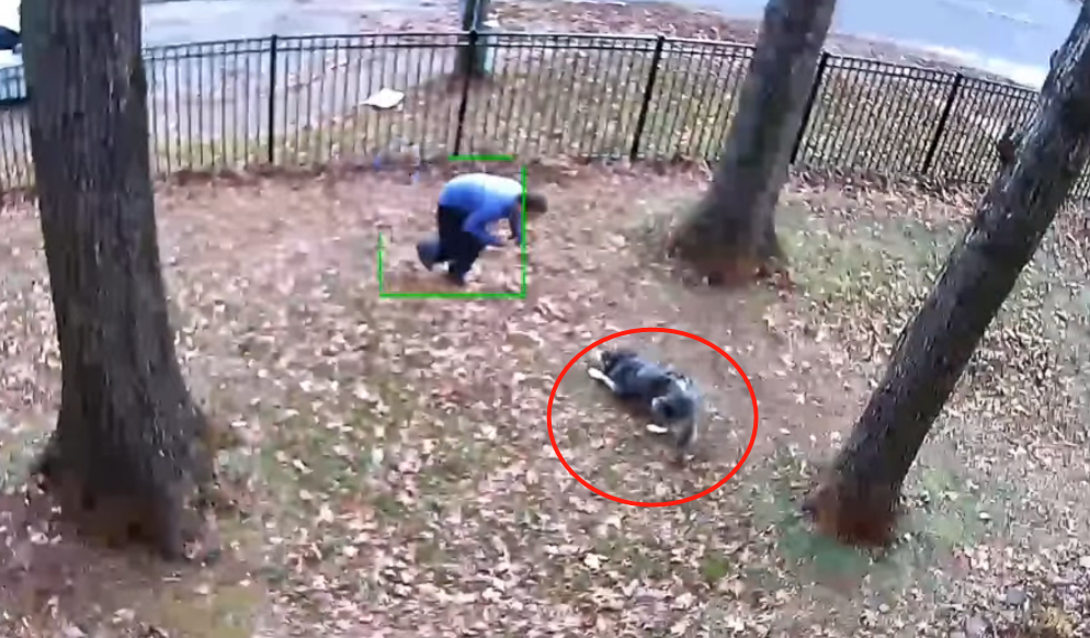 主人被哈士奇耍得团团转，邻居还以为他虐狗！