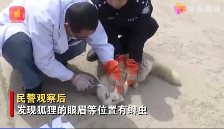 不愧是“狐貍精”，知道“有困難找警察”！東北銀狐進派出所求助
