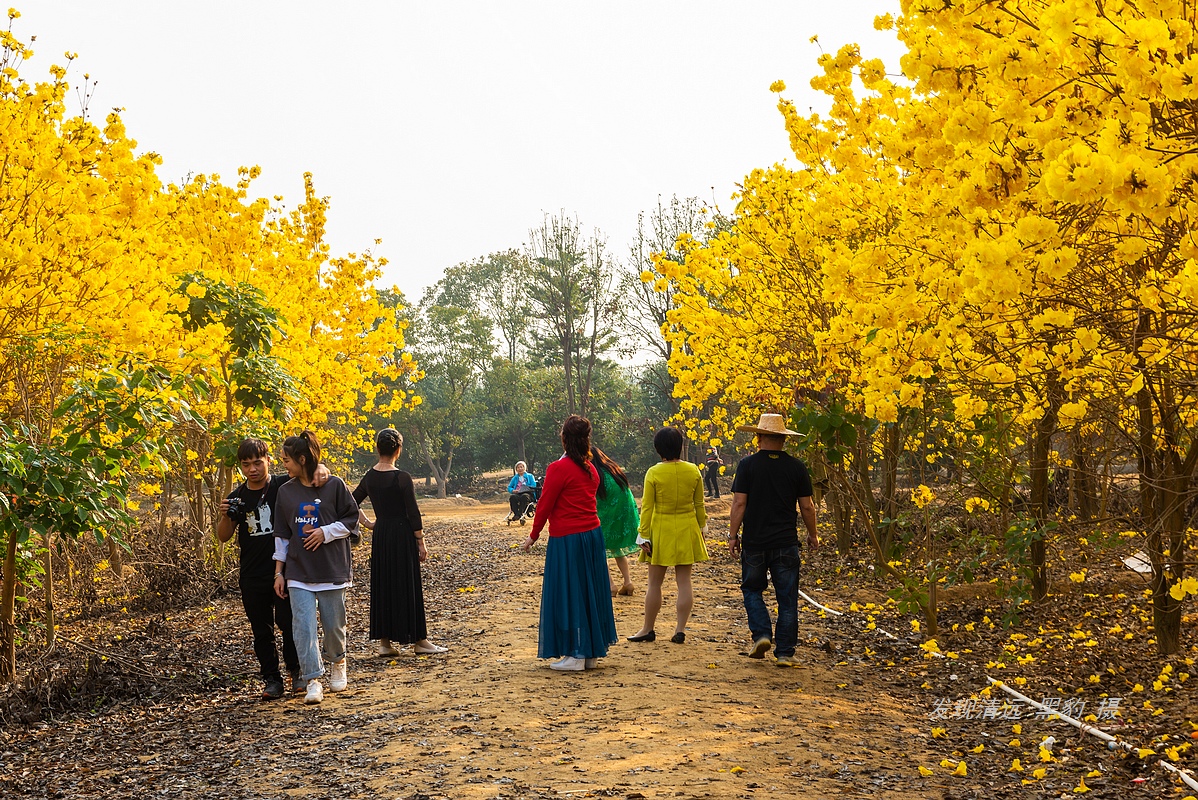 10亩风铃竟吸引数万广东大妈前去打卡，村民：都是闲得慌