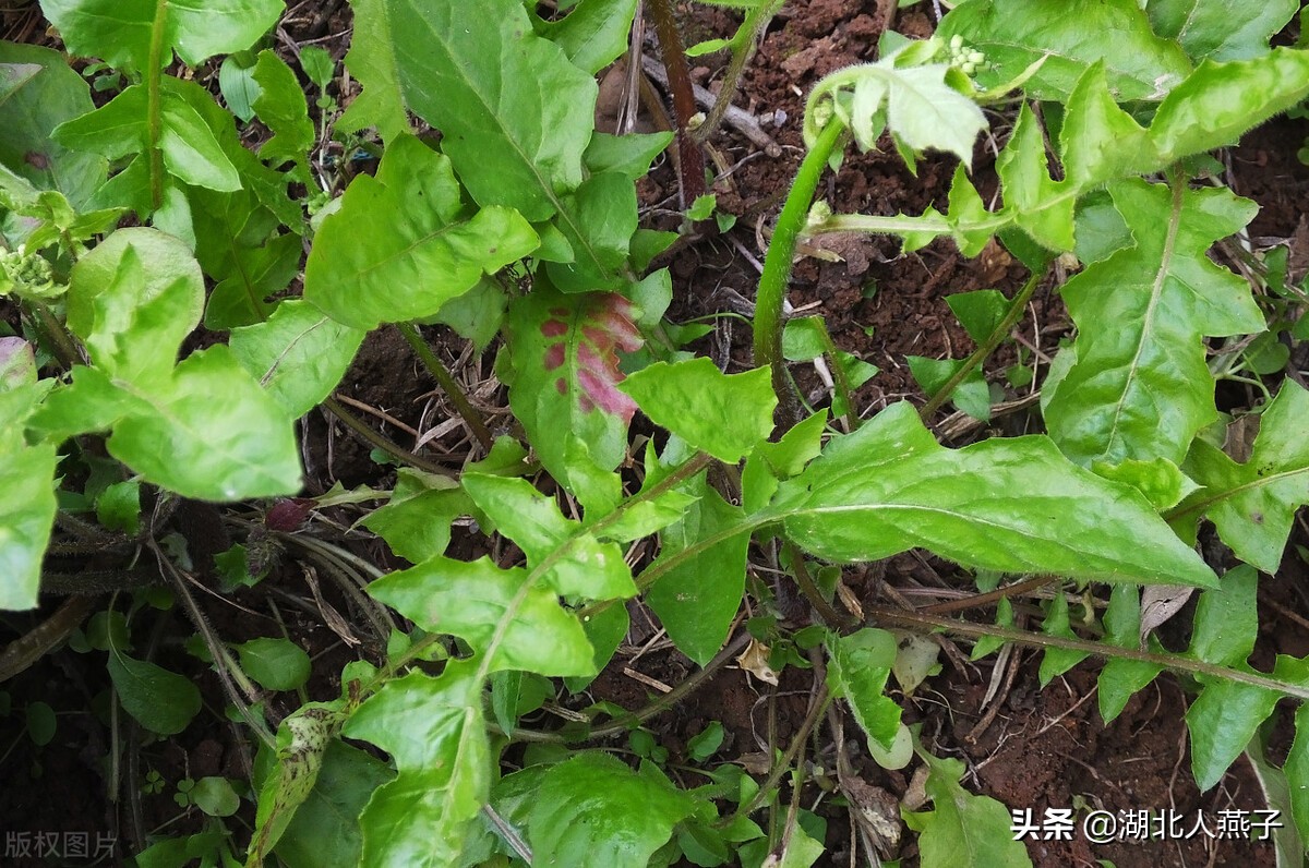 农村100种野菜图片教你认识不同的野菜和吃法
