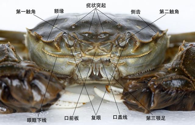 蟹考记一探讨螃蟹的最新科学分类以及身体构造