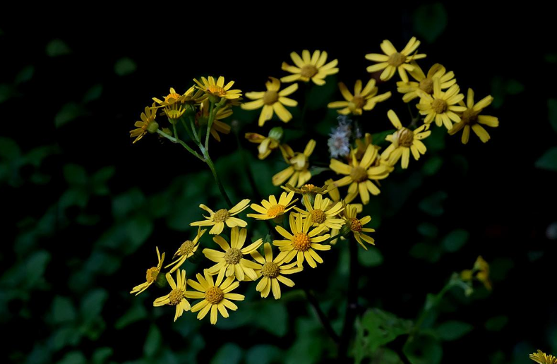 「诗词鉴赏」野花无主为谁芳，古诗词里的野菊，寂寞开，别样美