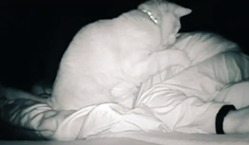 女孩睡著後被貓打了4個小時，但小貓咪可能沒什麽壞心思