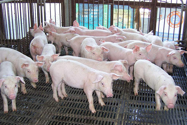 猪肉价格连续14周下跌，终于迎来“全线飘红”，