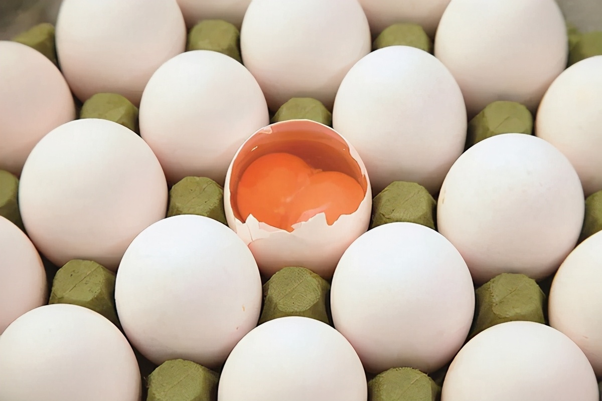 雙黃蛋可以孵出小雞嗎？如果能，是1隻還是2隻呢？