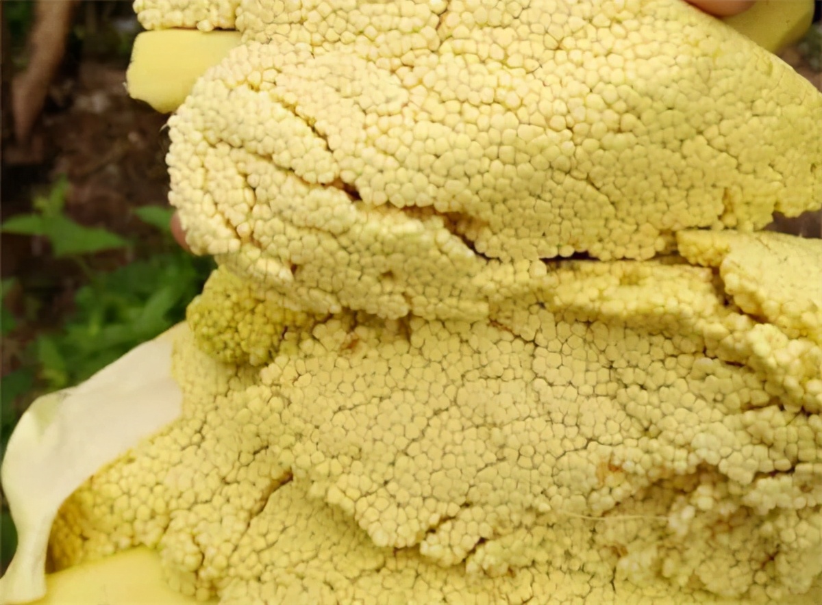 This kind of "fish roe" that grows on the tree can be eaten both raw