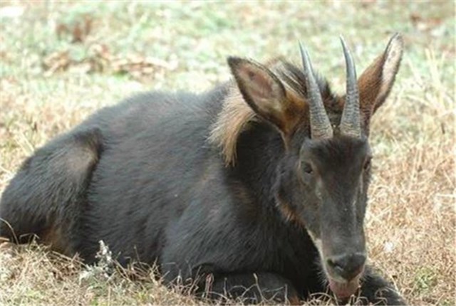 浙江大爷偶遇“四不像”，牛面驴耳鹿角，专家