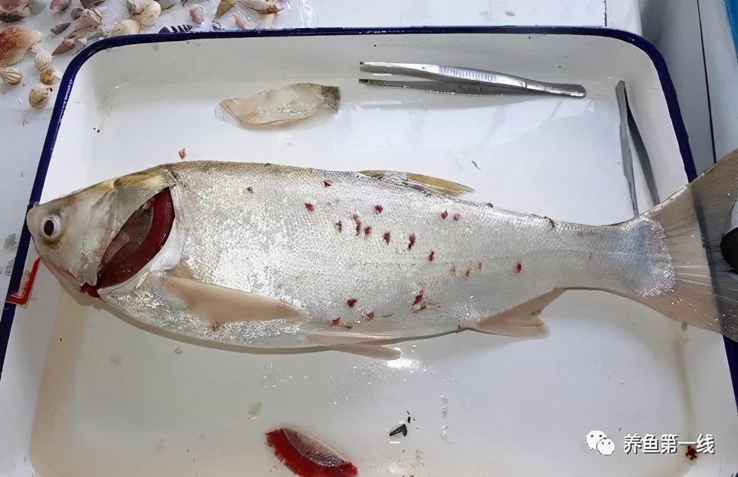 鱼类厌食：对鱼类吃料异常的原因具体分析分别应对