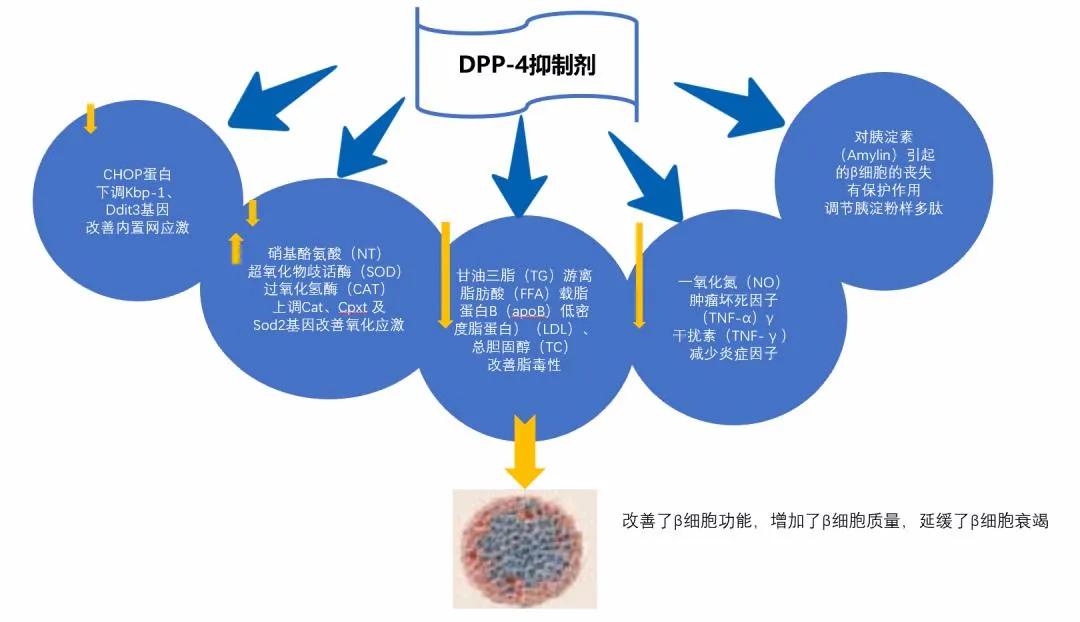 降糖药物大解析五 Dpp 4抑制剂好用么 有哪些不良反应 糖尿病廖涌主任 Mdeditor