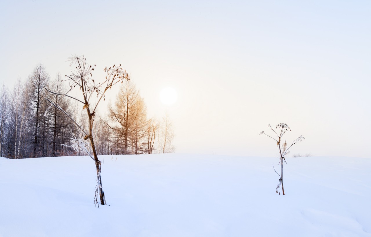 8首冬日诗词，写尽冬日之美：岁月寒凉，因你温暖-第8张图片-诗句网