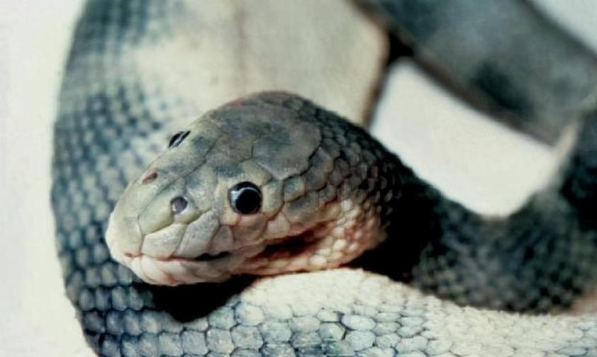 The hooknosed sea snake is the sea snake that kills the most humans in