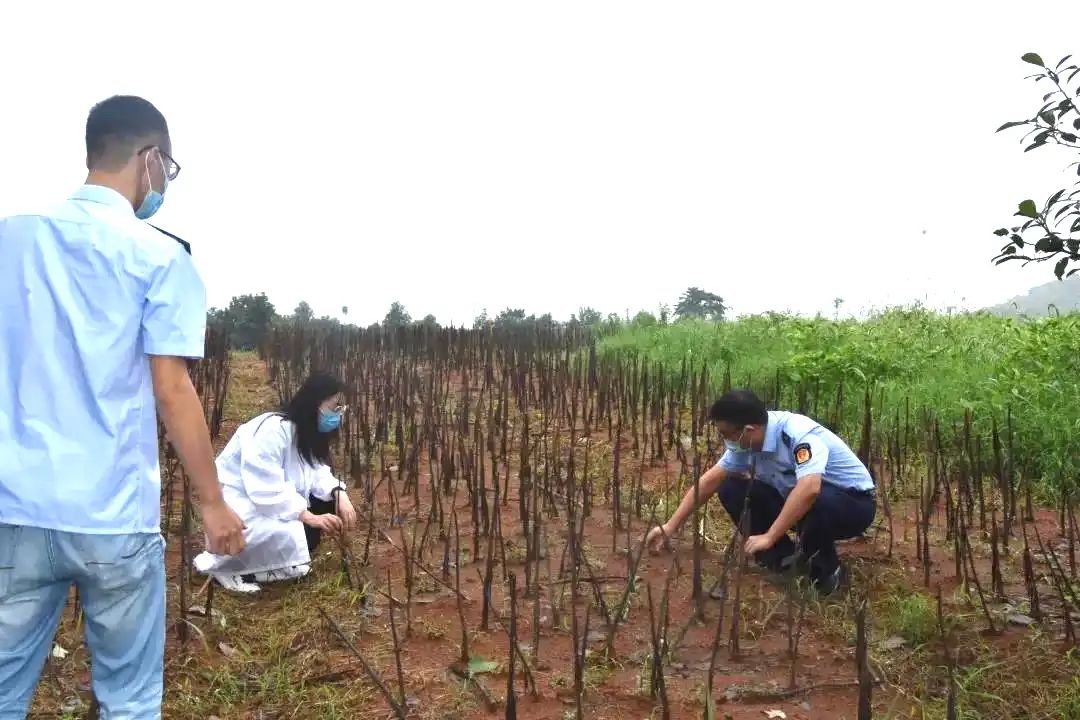 【“两在两同”建新功】守护“舌尖上的安全” 严把宜兴地产百合、葡萄质量安全关