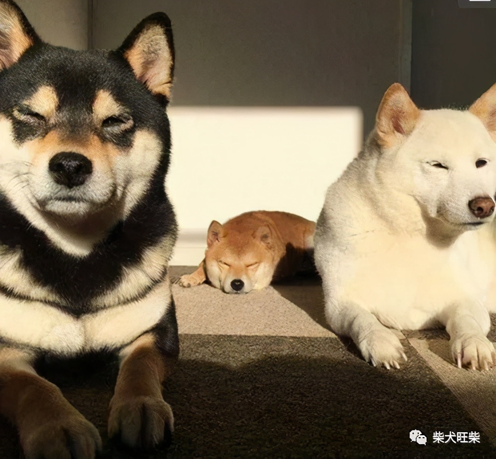 柴犬30斤正常嗎 標準的柴犬體重多少是正常的 柴大咖 Mdeditor