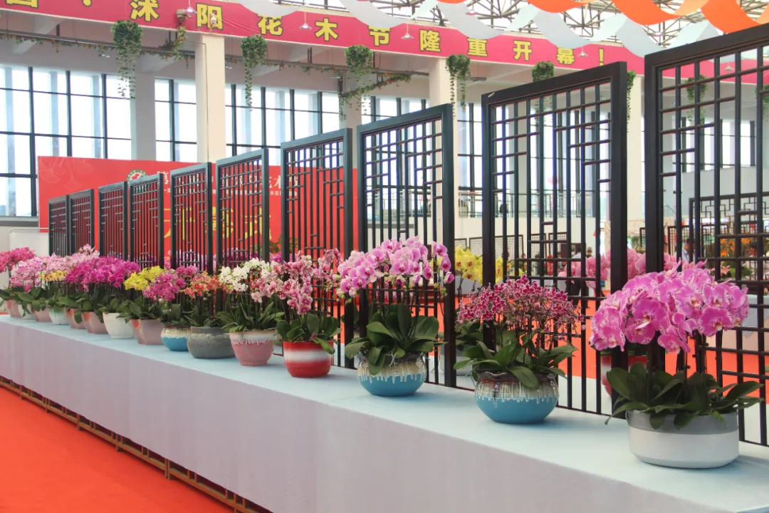 大飽眼福，第八屆中國沭陽花木節竟如此精彩！你想看的全在這里…