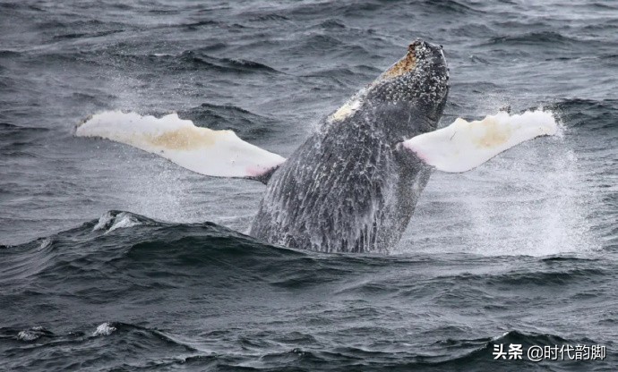 Go to work in antarctic: Of penguin, whale and expeditionary team member daily