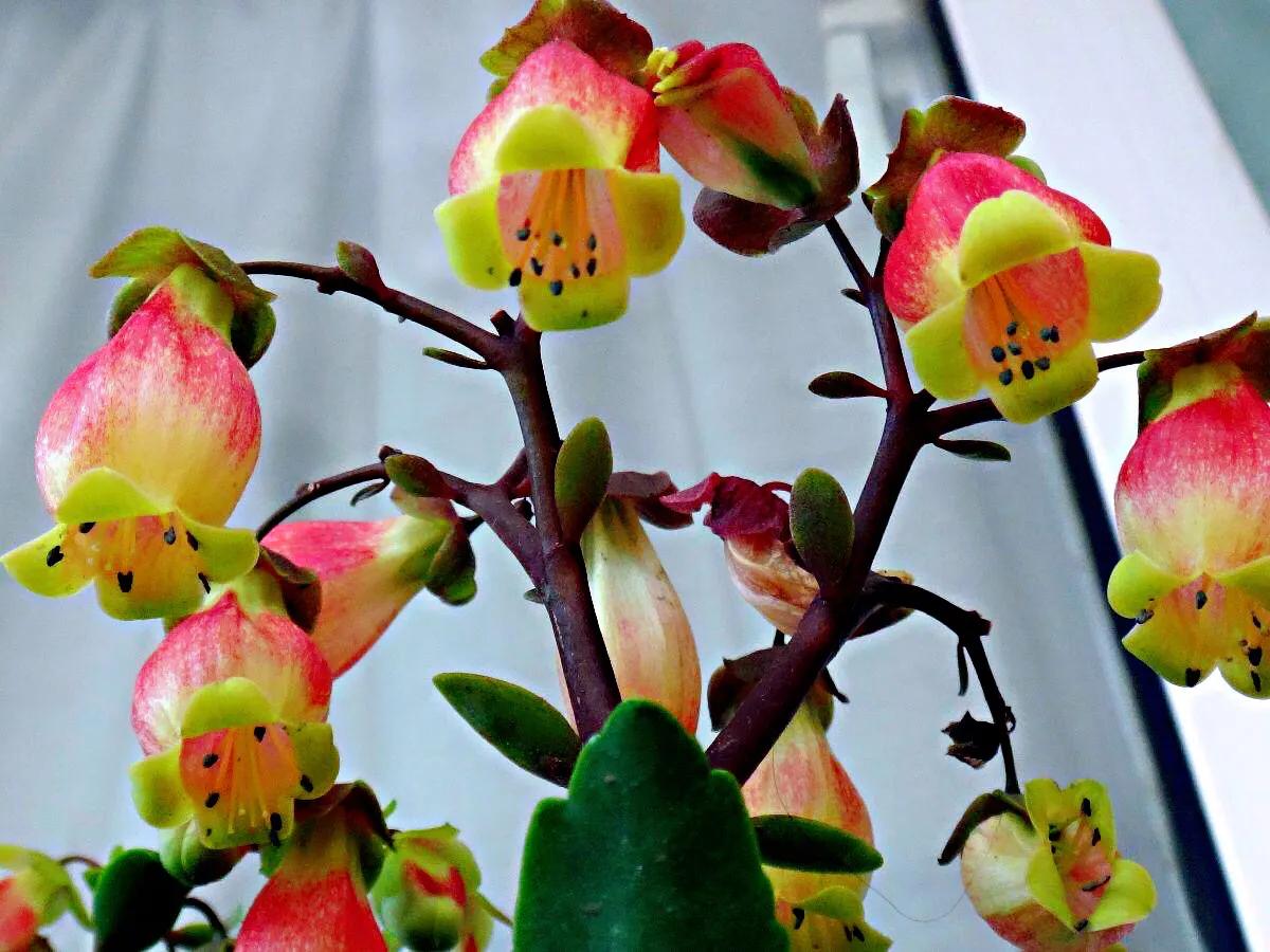 长寿花品种分类介绍 附图 资讯咖 长寿花品种分类介绍 附图 资讯咖