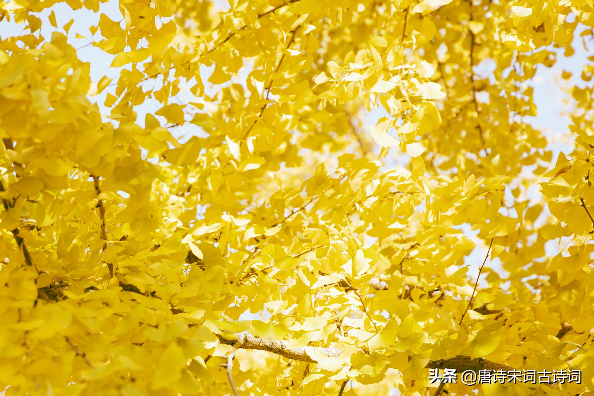 唐诗中描写秋天的诗句，你都知道么-第2张图片-非凡网