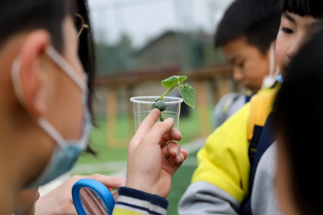 “我们”有一块地这就播种去丨天府新区元音小学劳动实践基地启动