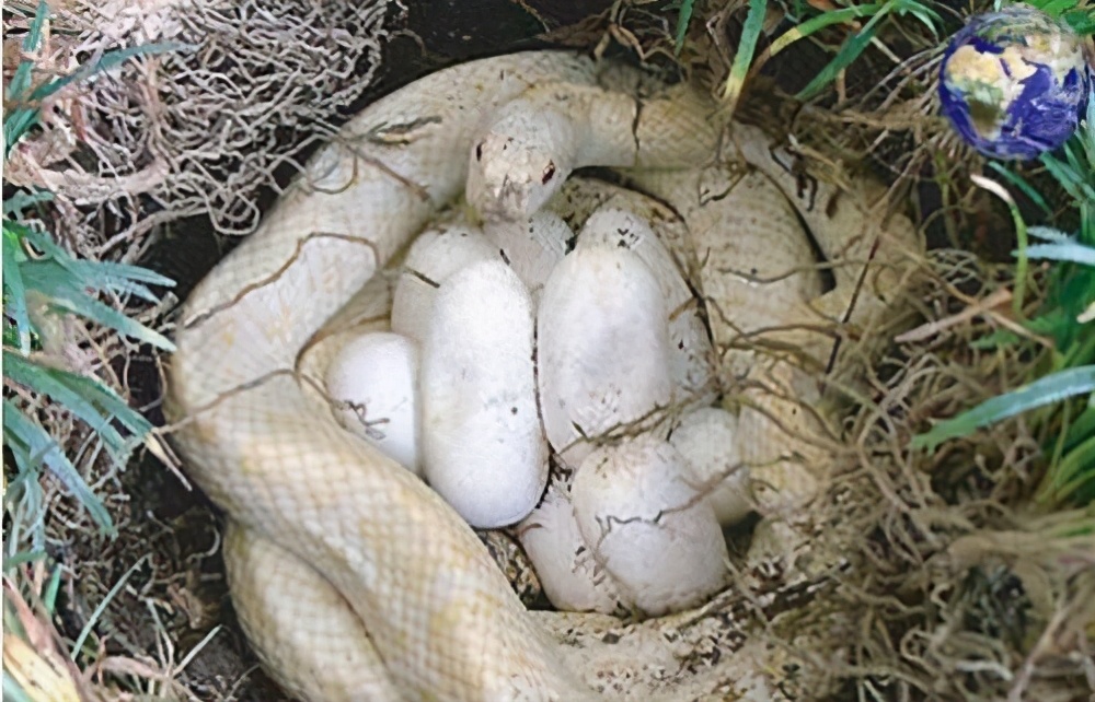 Female snakes mate actively, attract countless male snakes with gas