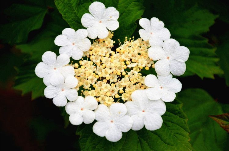 “煙花三月下揚州”中的“煙花”，原來和“玉樹后庭花”是一種花