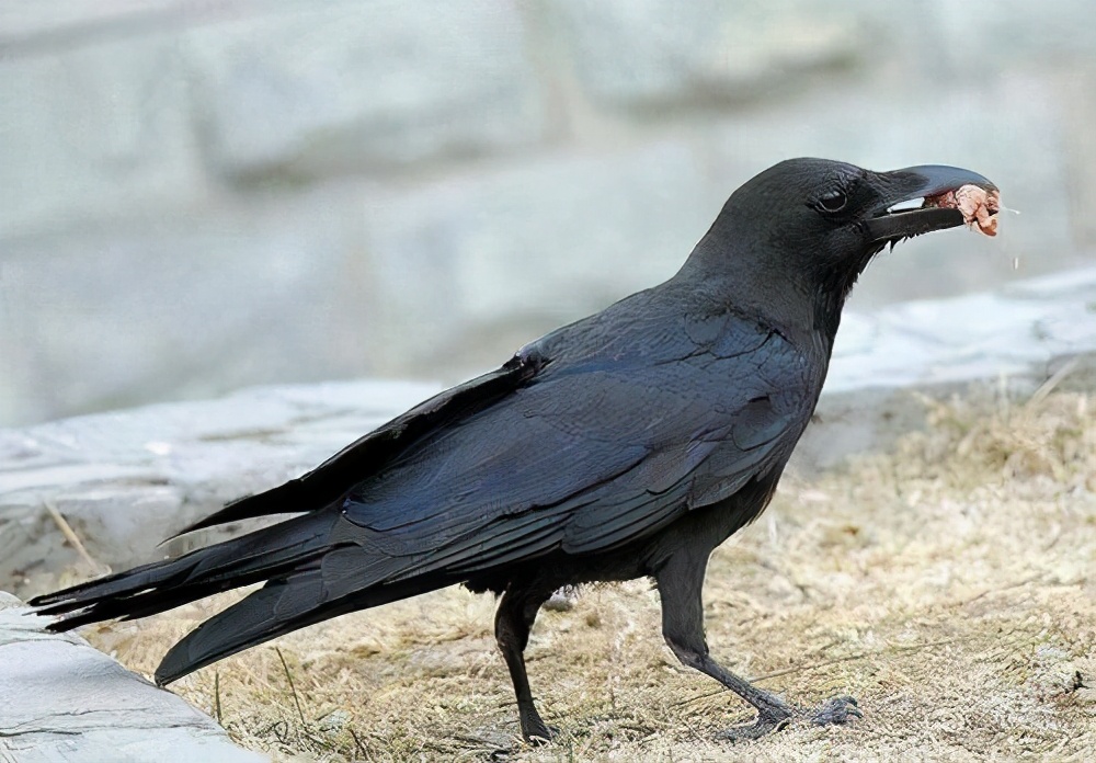 烏鴉，其實我也是好鳥