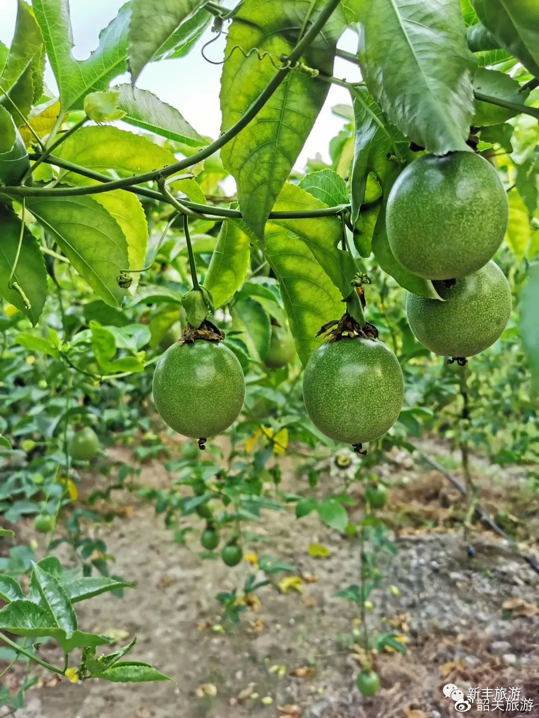 这个周末，来一场治愈的采摘游吧！百香果鲜甜美味，赶紧组队