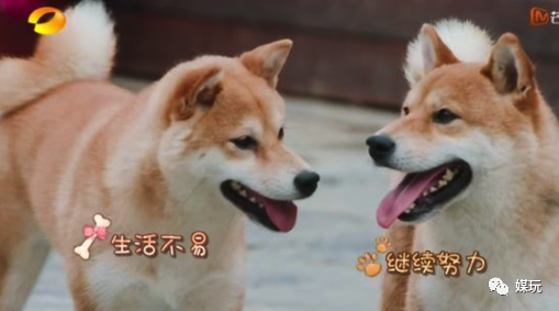 《向往的生活4》增加一只宠物！他们是怎样把狗鸭牛羊带出道的？