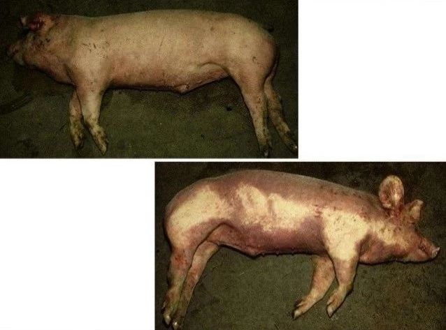 这部全是神反转奇案的解剖纪录片，堪称法医入坑神作