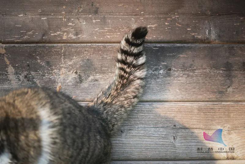 動物長尾巴都是干啥用的？為啥偏偏人類沒有？終于清楚了