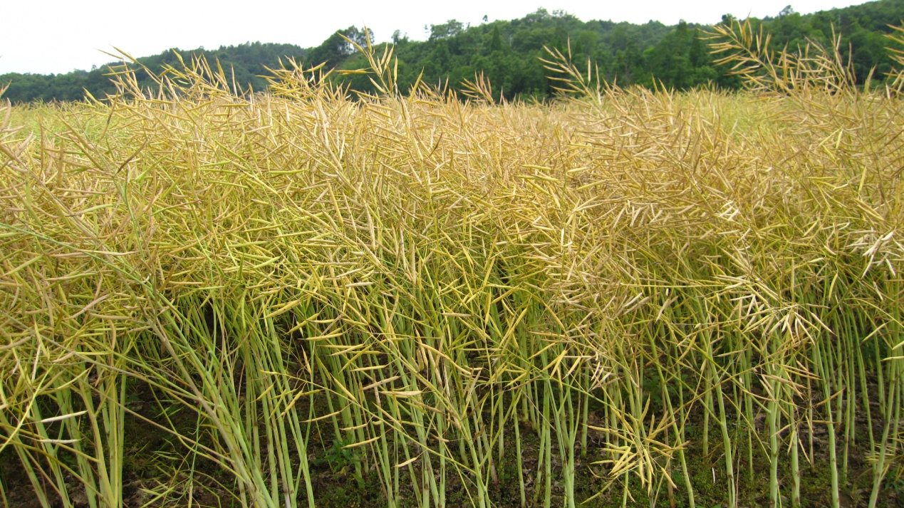 11个油菜新品种推介!产油量高!抗裂荚,抗倒伏,还能机械采收