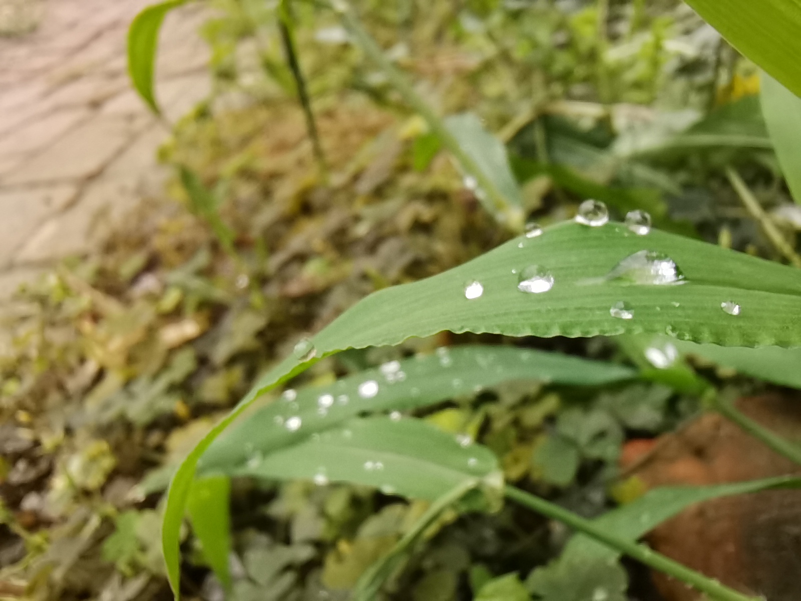 雨敲窗棂，守一份心灵的宁静-第3张图片-诗句网