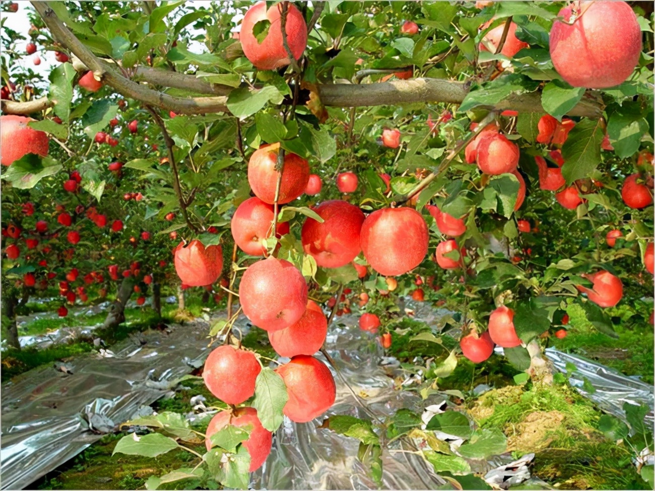 poisonous-guava-tree-in-florida-usa-the-fruit-is-as-green-as-an-apple